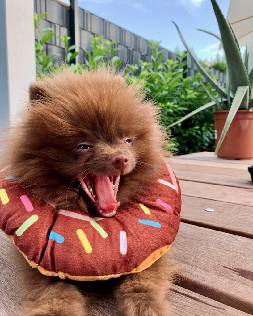 Pomeranian yawning