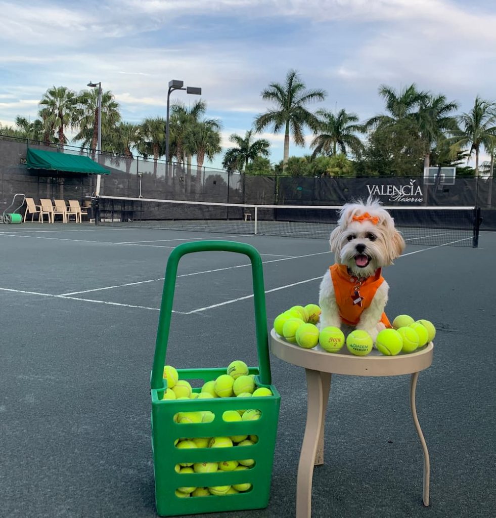 Tiny dog on tennis court