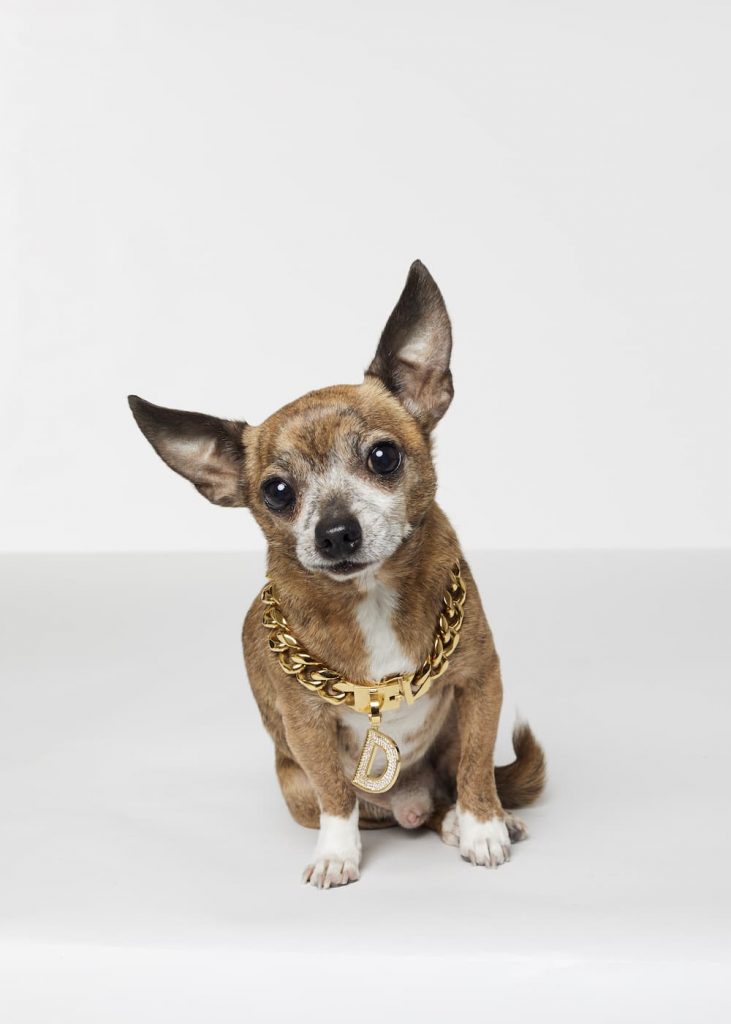 Little dog wearing a big chain