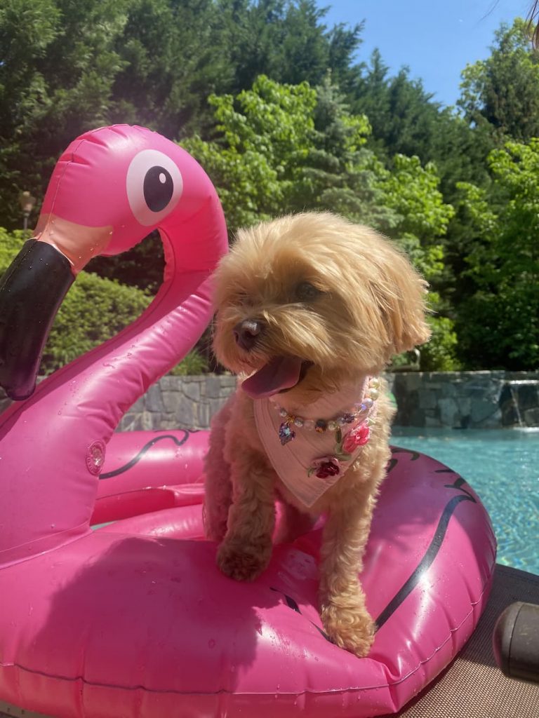 Little pup on pool float