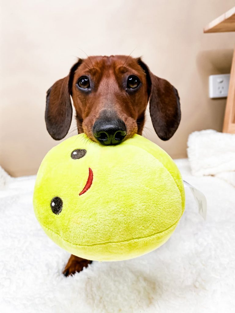 Dachshund dog with a stuffed toy