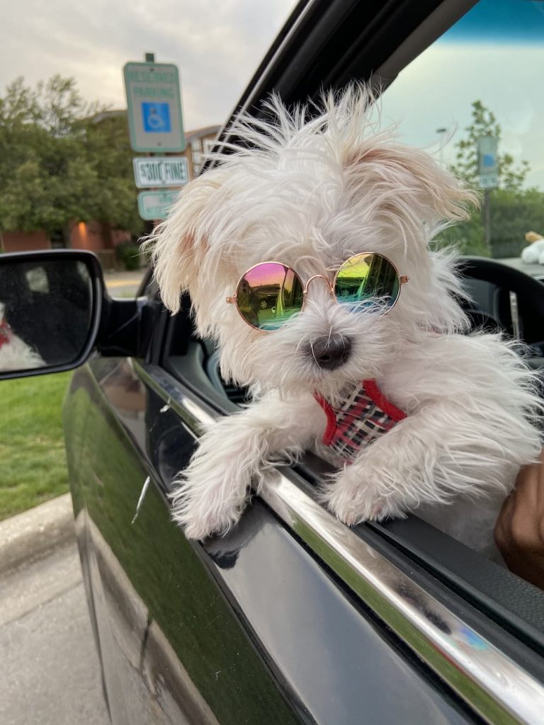 White small dog looking cute