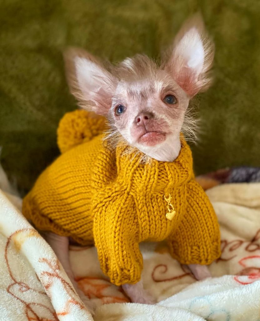 picture of a small dog