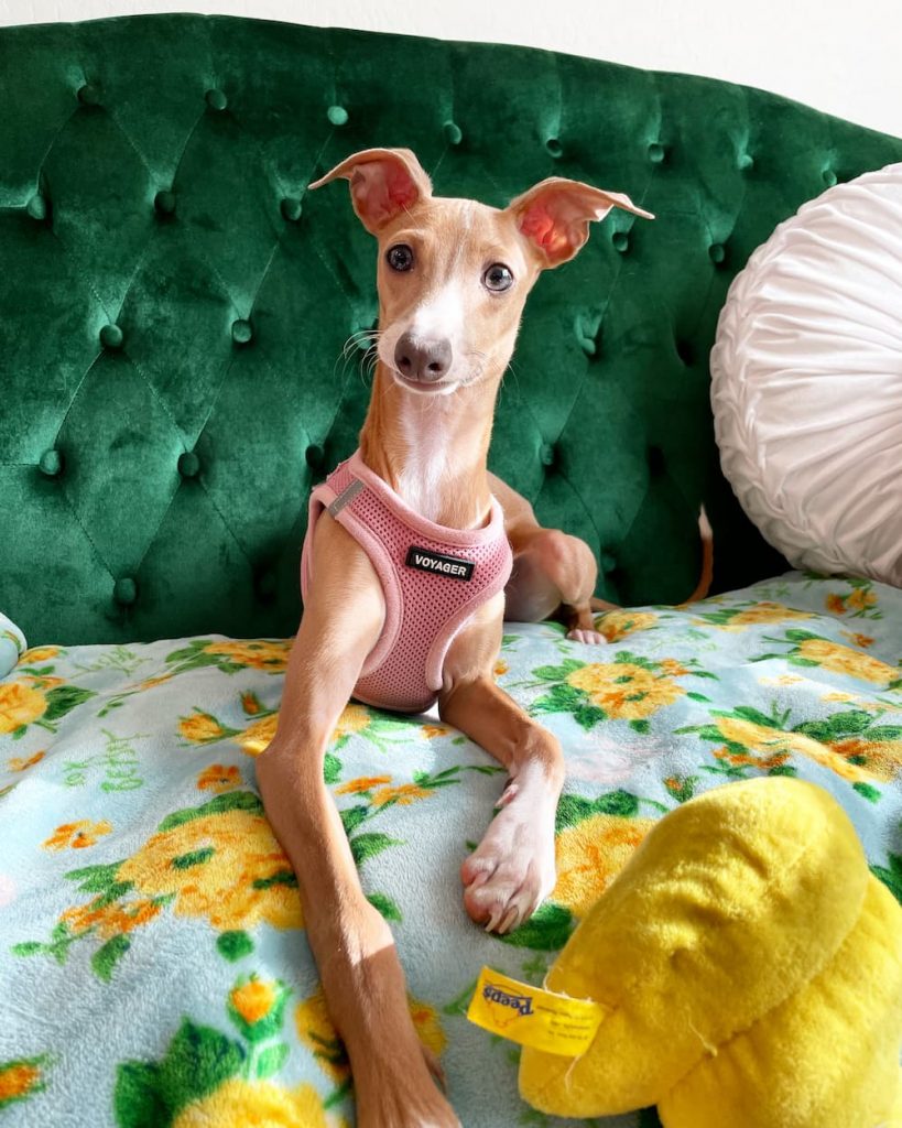 Italian Greyhound on posh bed