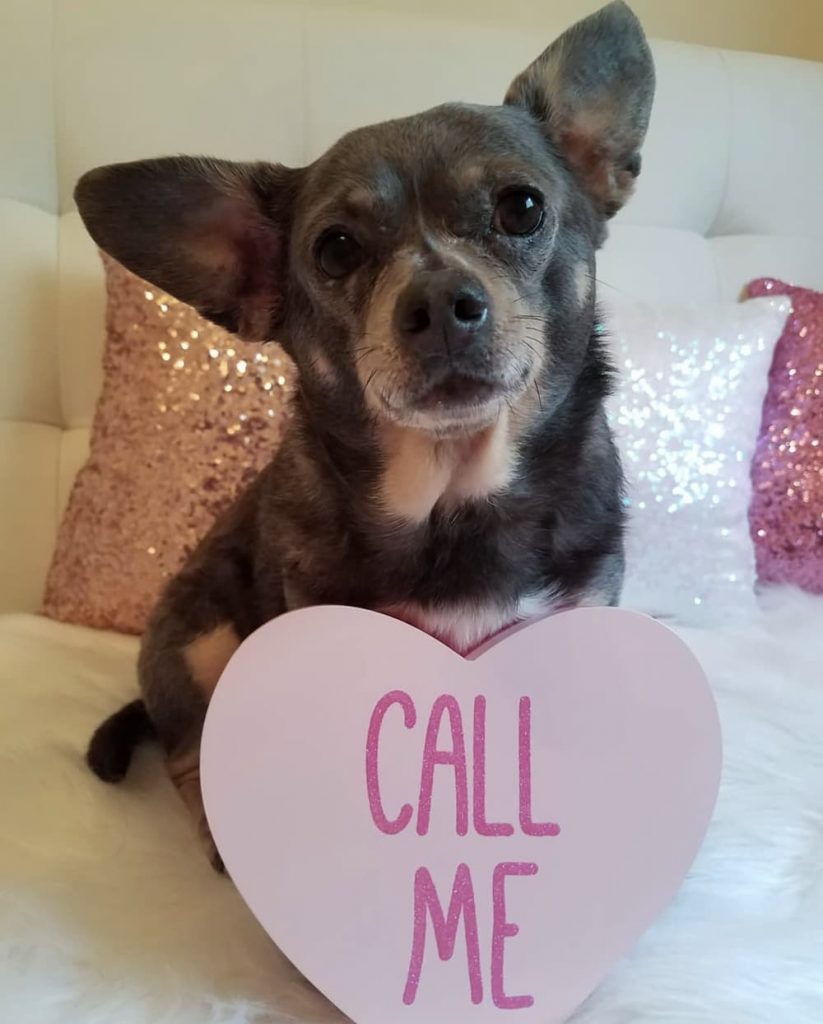 Chihuahua dog looking sweet