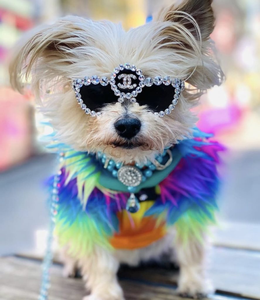 Morkie dog in sunglasses