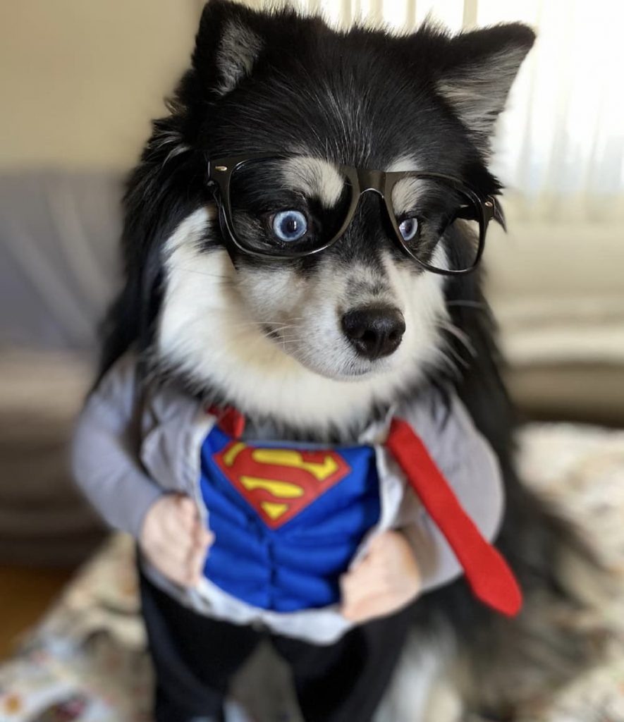 little dog dressed as Superman
