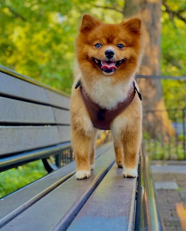 little pomeranian dog