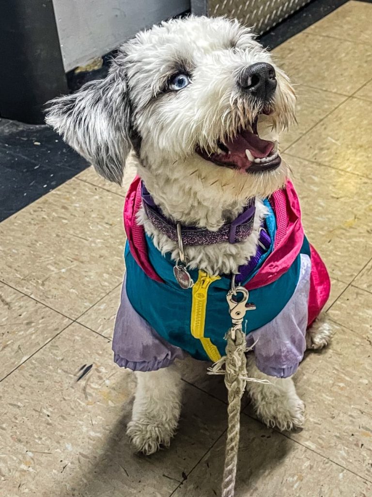 small dog smiling
