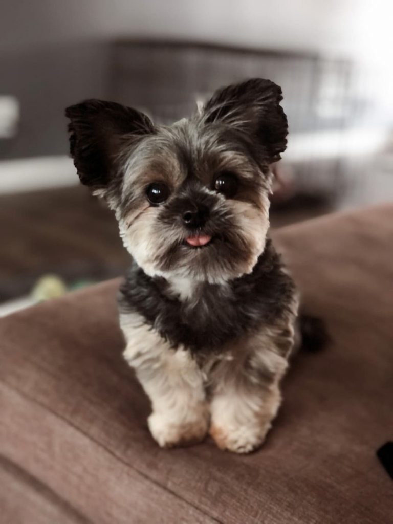 little terrier looking cute