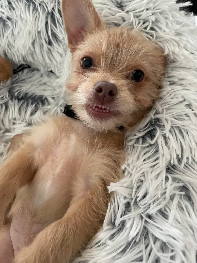 smiling cute pup
