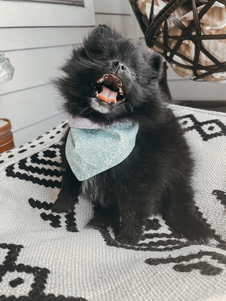 Cute little Pomeranian
