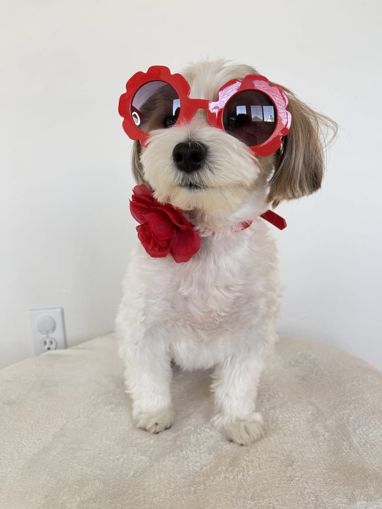 tiny dog with sunglasses on