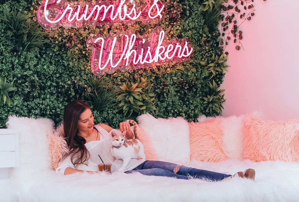 Crumbs and whiskers cat cafe in Los Angeles