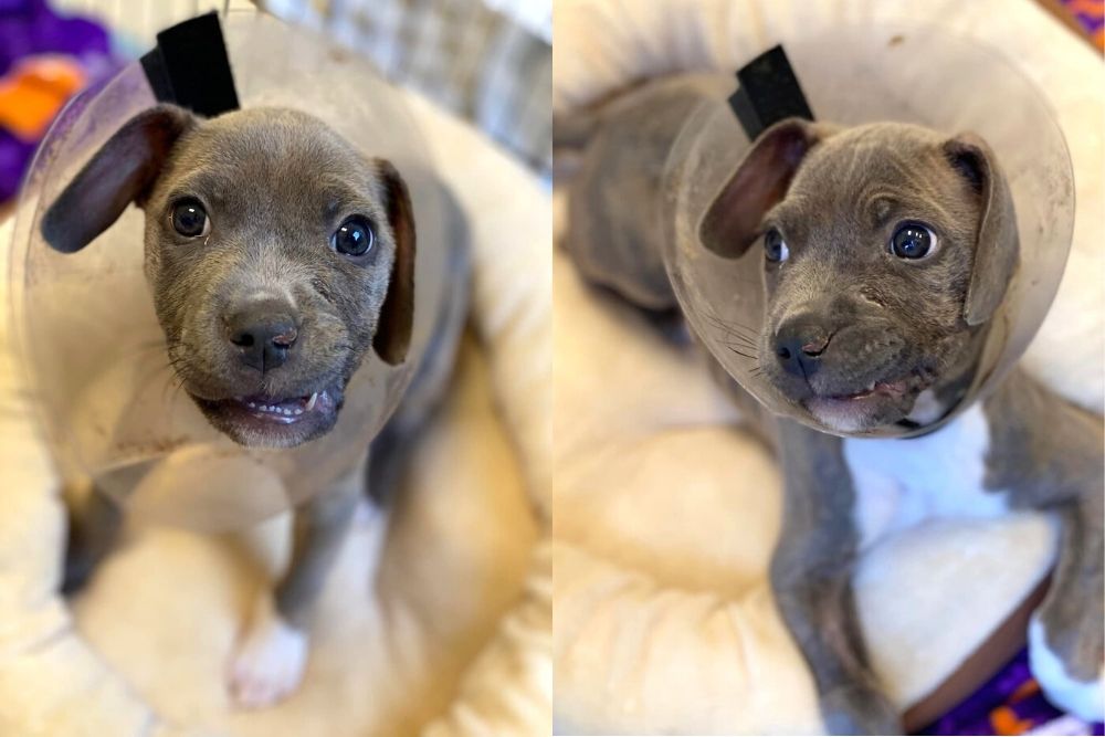 Eloise the Invincible: Puppy Shot in Face Is Beating All the Odds