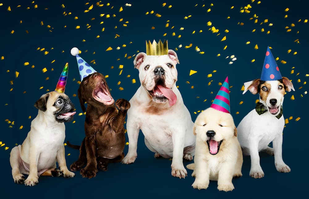 32 Dog Birthday Quotes to Celebrate Pups and Pet Lovers