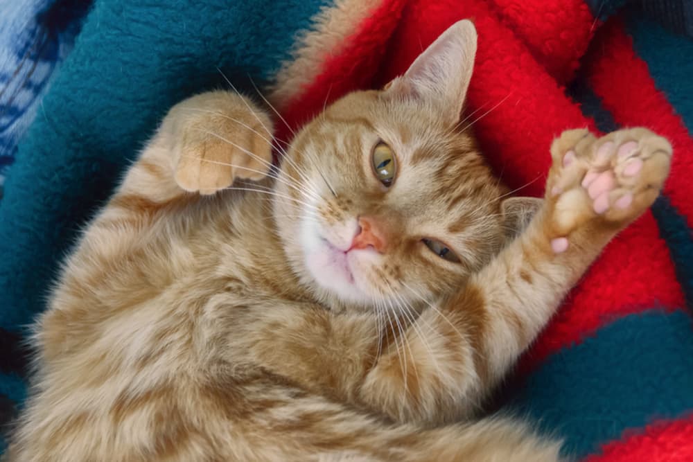 Cats With Thumbs: All About Polydactyl Cats