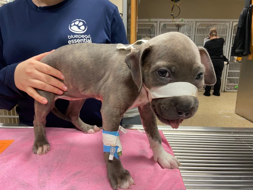 Eloise with bandage on her face