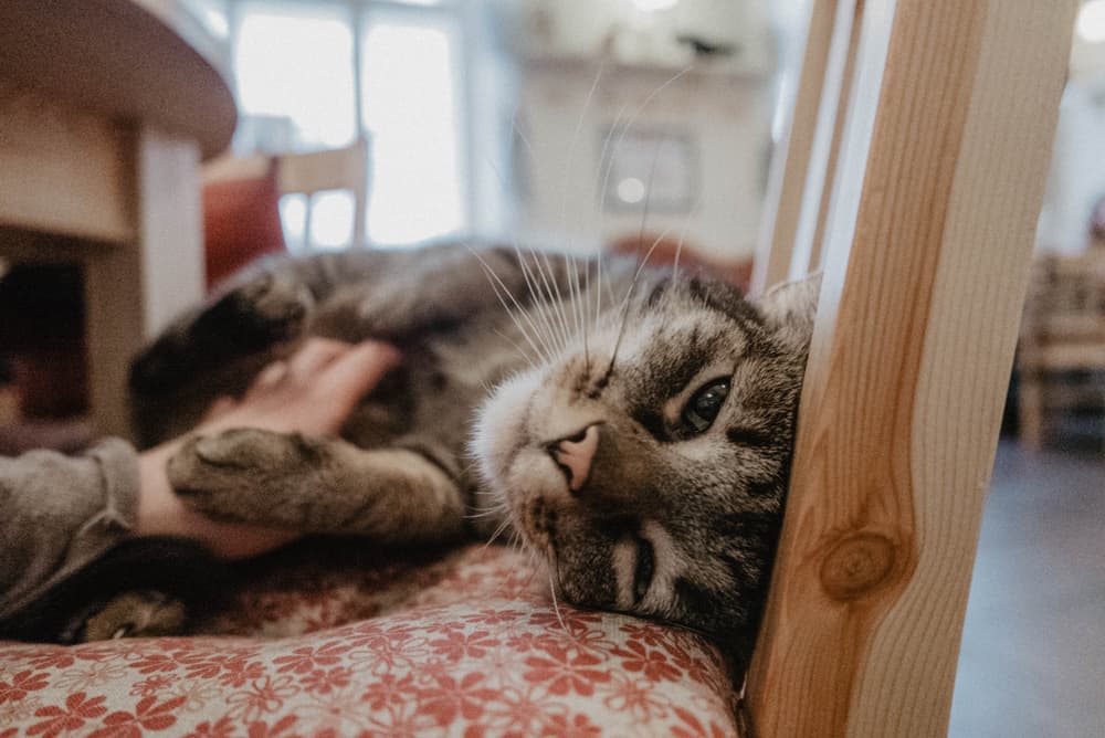 Cat laying down on a chair in the cat cafe