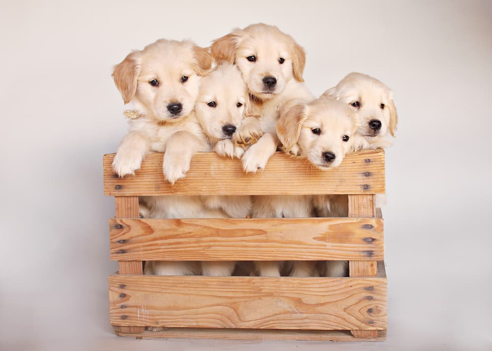 golden retrievers in a box