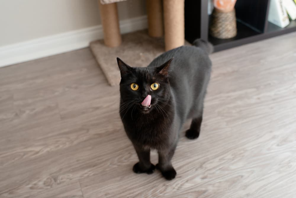 Cute black Polydactyl rescue cat