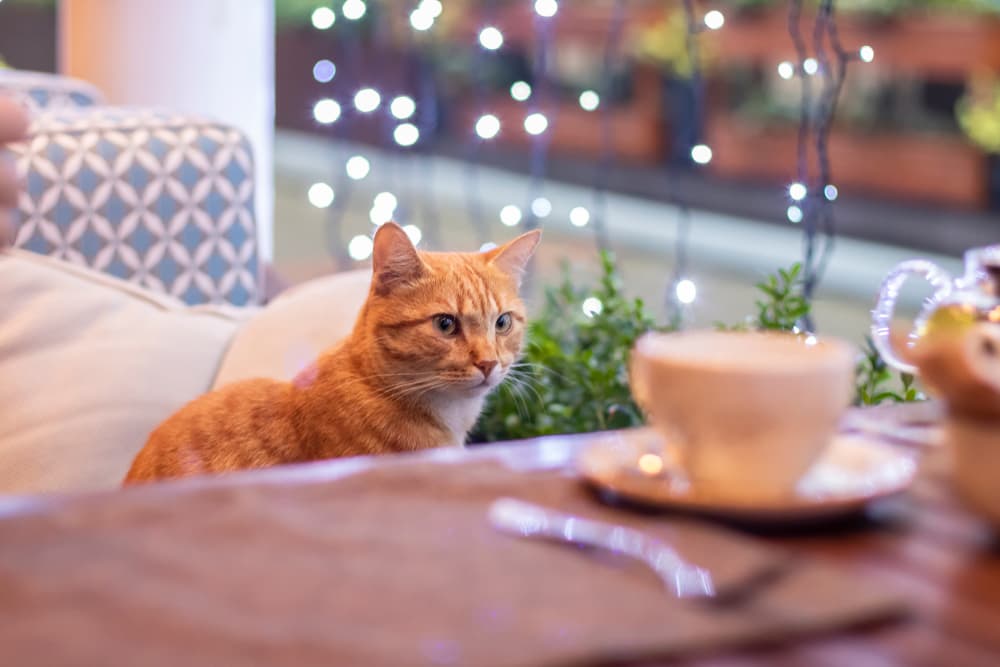 Sweet orange cat in a nice cozy cat cafe with string lights