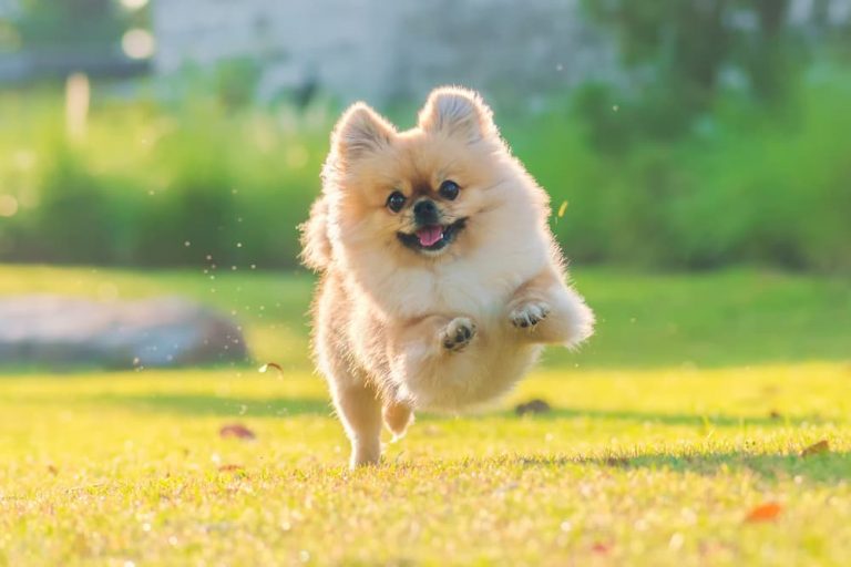Sweet little pup running in a field