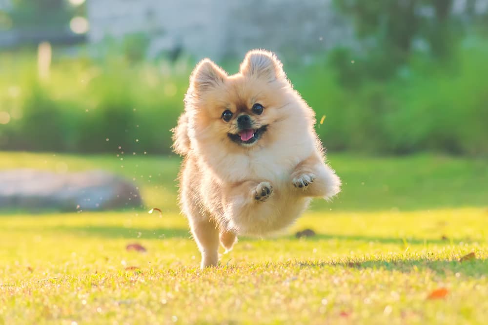 24 Pictures of Small Dogs with Big Personalities