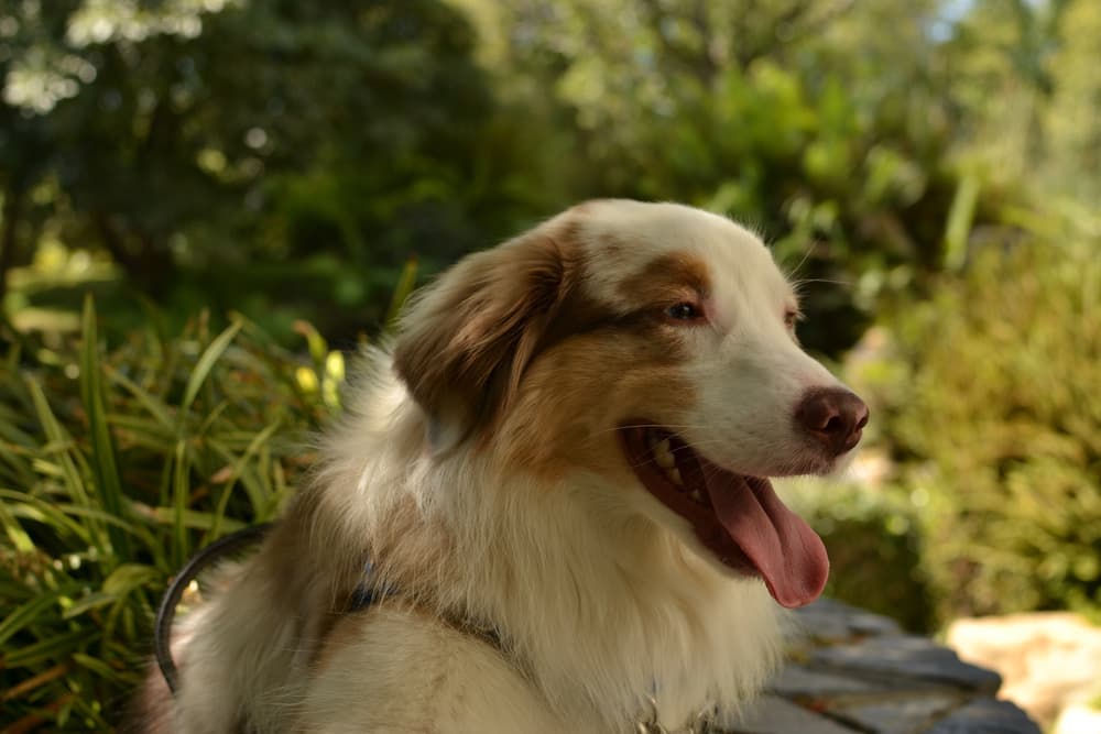 Dog on a hike in the shade
