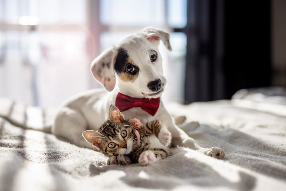 Quiz: What’s Your Pet’s Love Language?