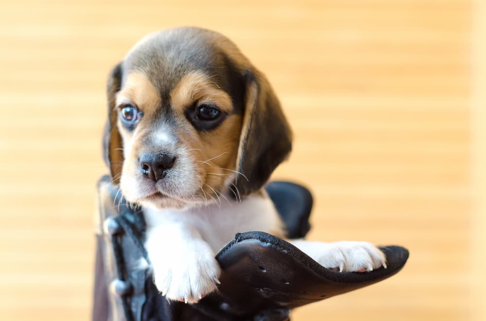 Cute pup for puppy puns