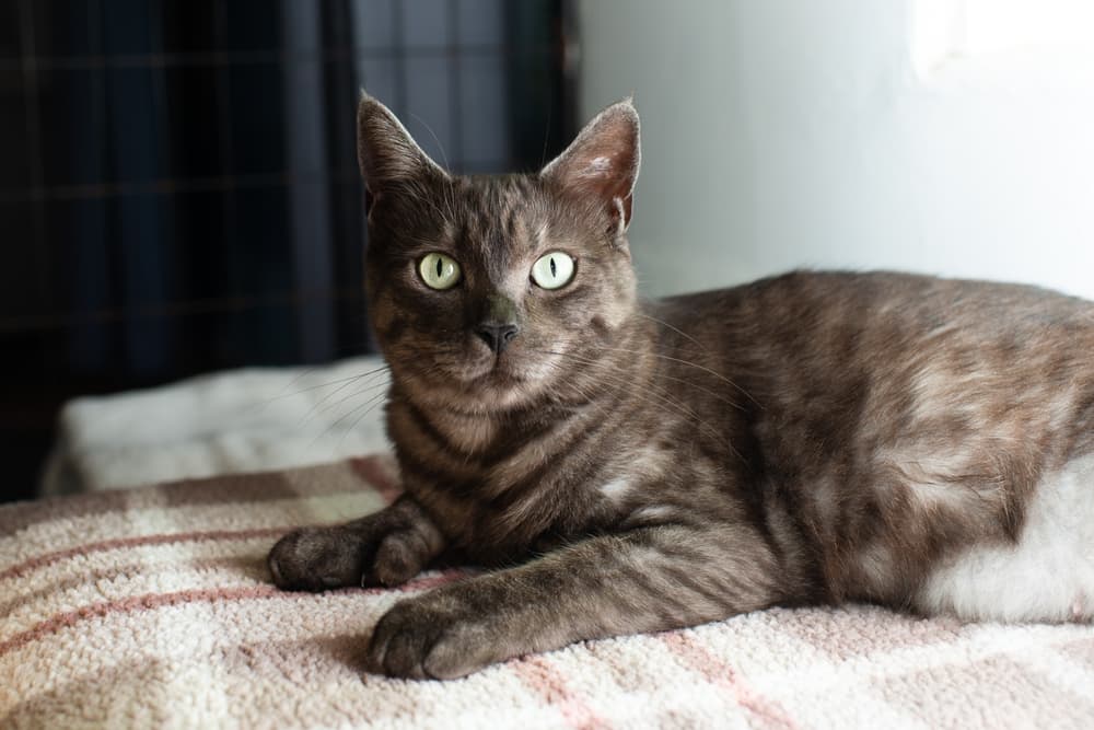 Black smoke cat with thumbs laying on a blanket