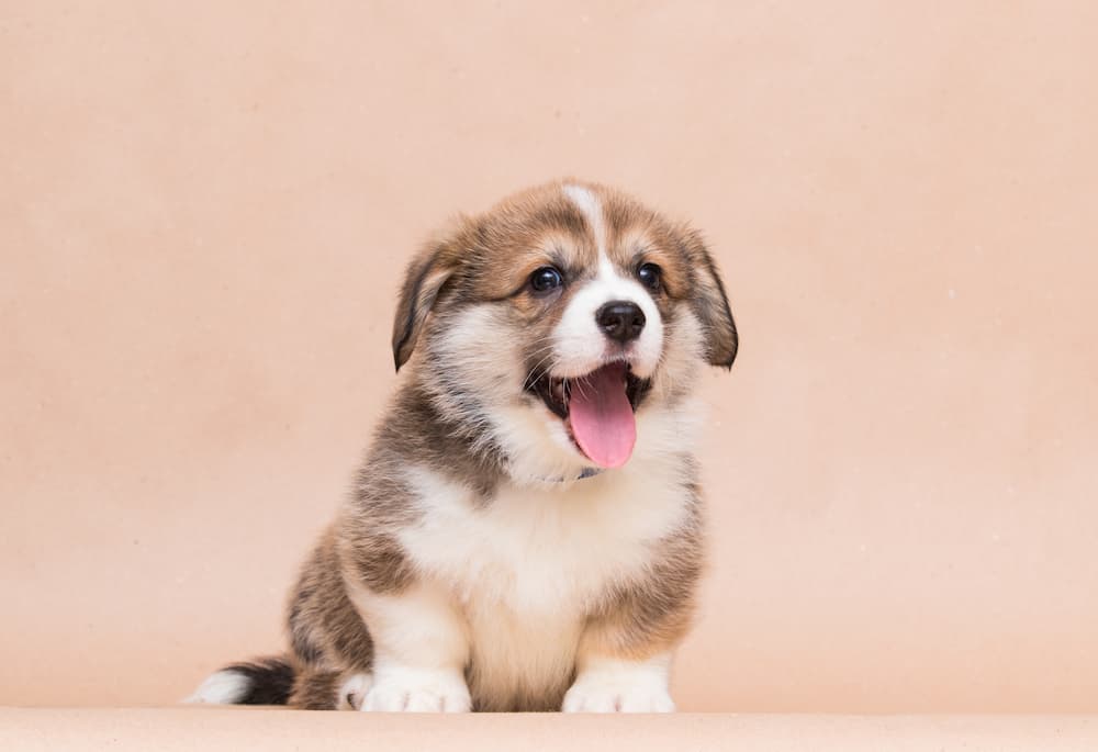 Adorable little puppy looks sweet