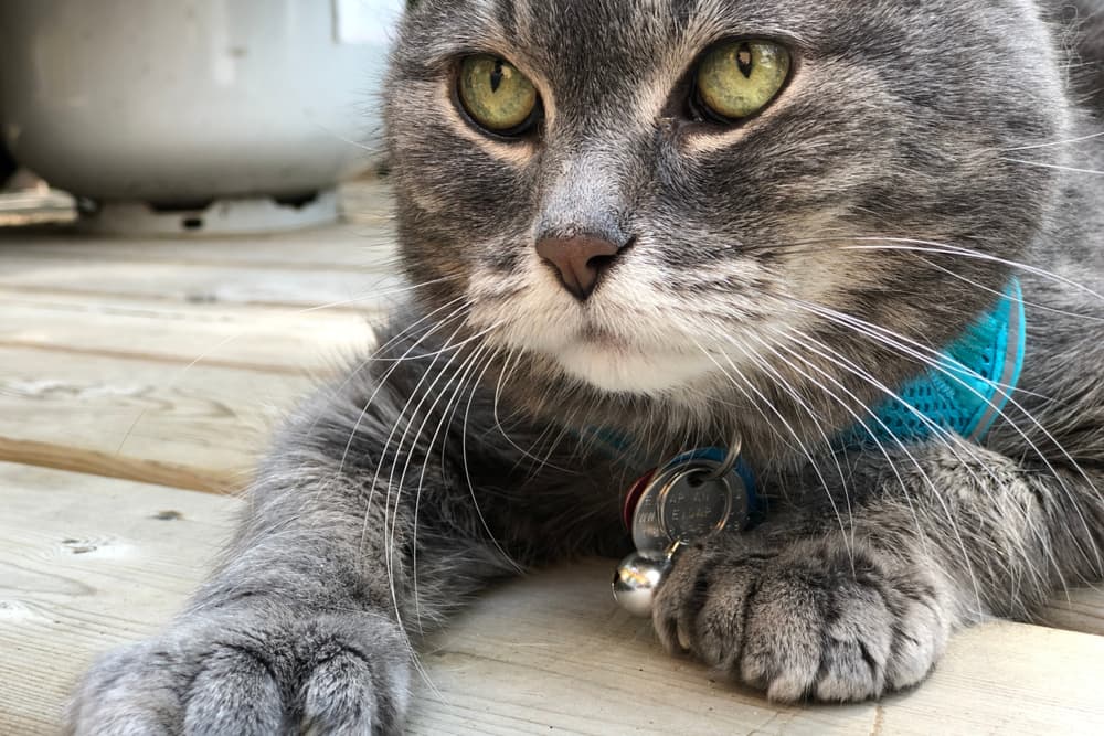 Cute Polydactyl rescue cat 