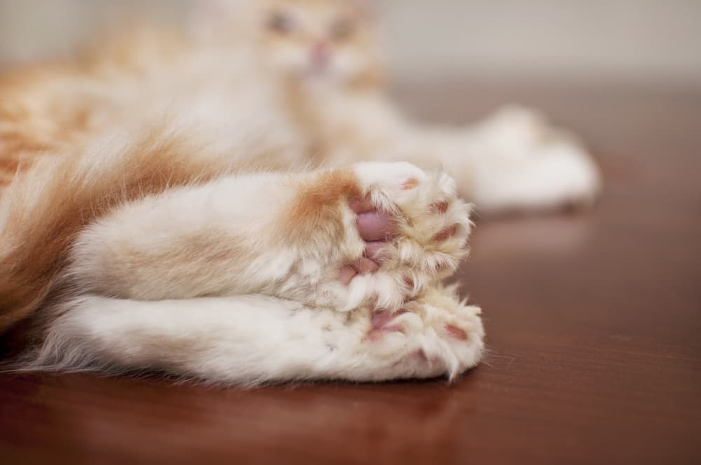 Close up of paws from a cat with thumbs