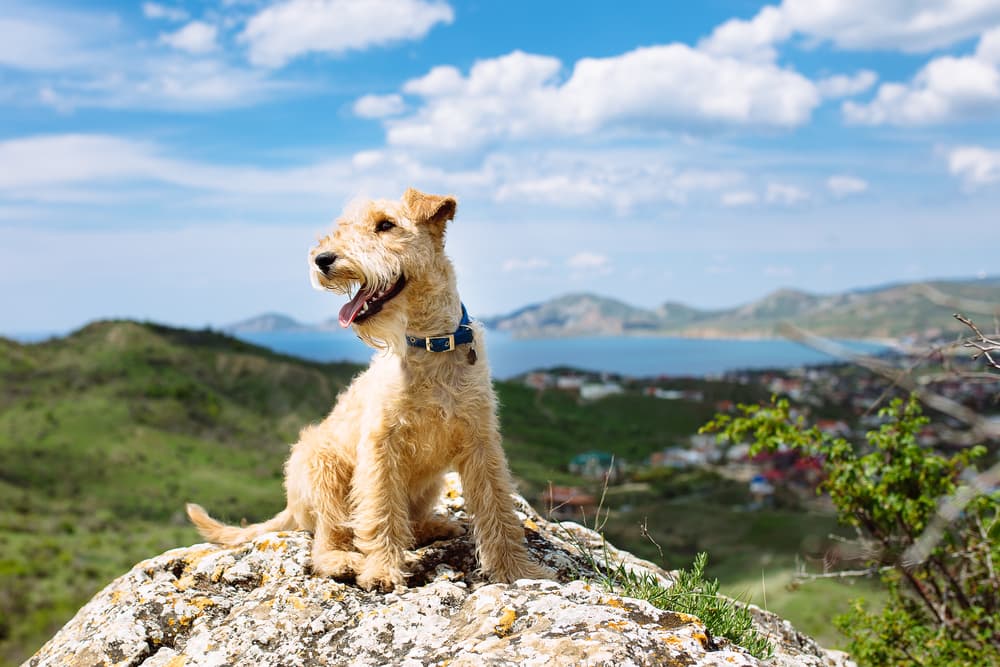 Lovely dog on a hike happy and on a very nice sunny day