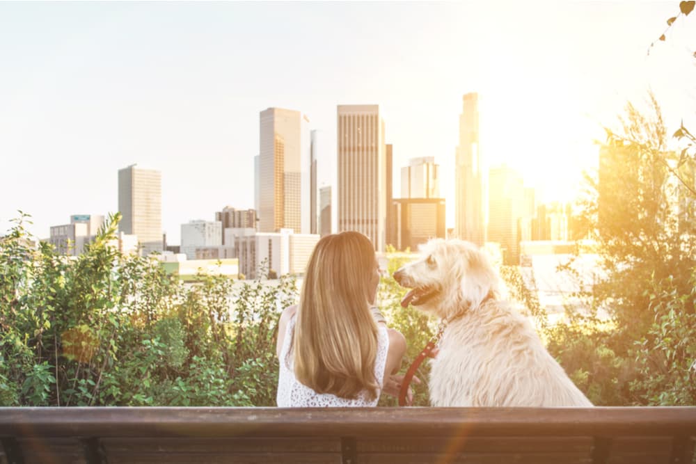 Overlooking LA lovely lady sitting on a bench with happy dog