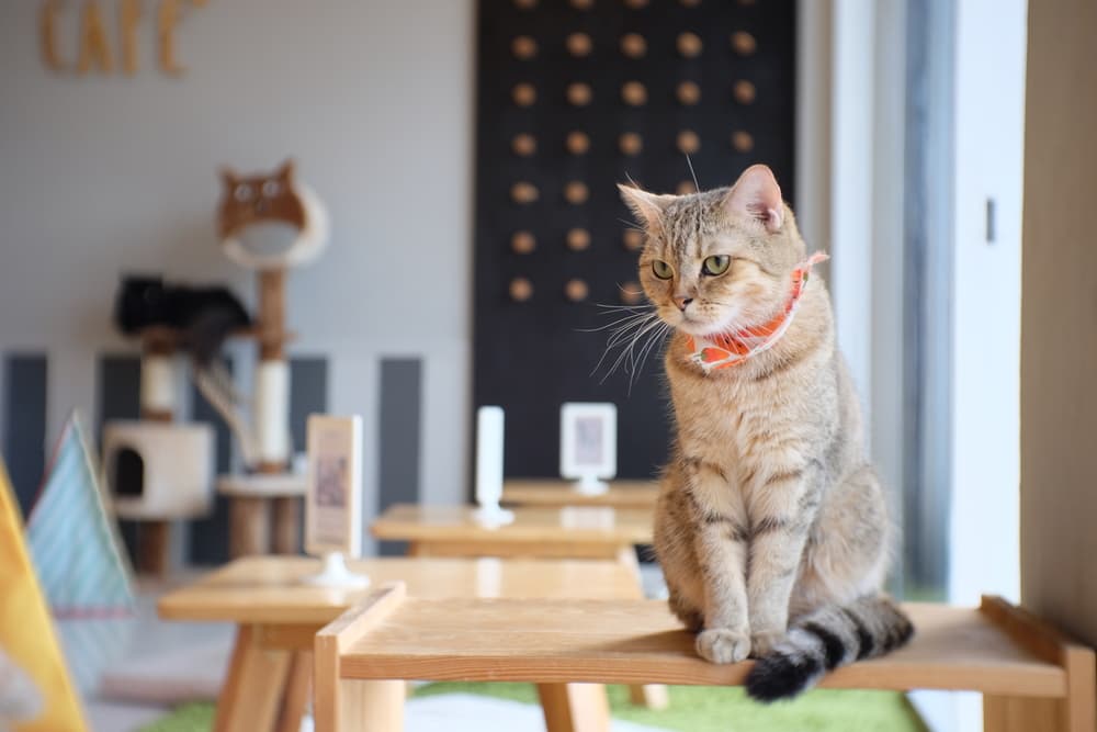Best Cat Cafes Near Los Angeles