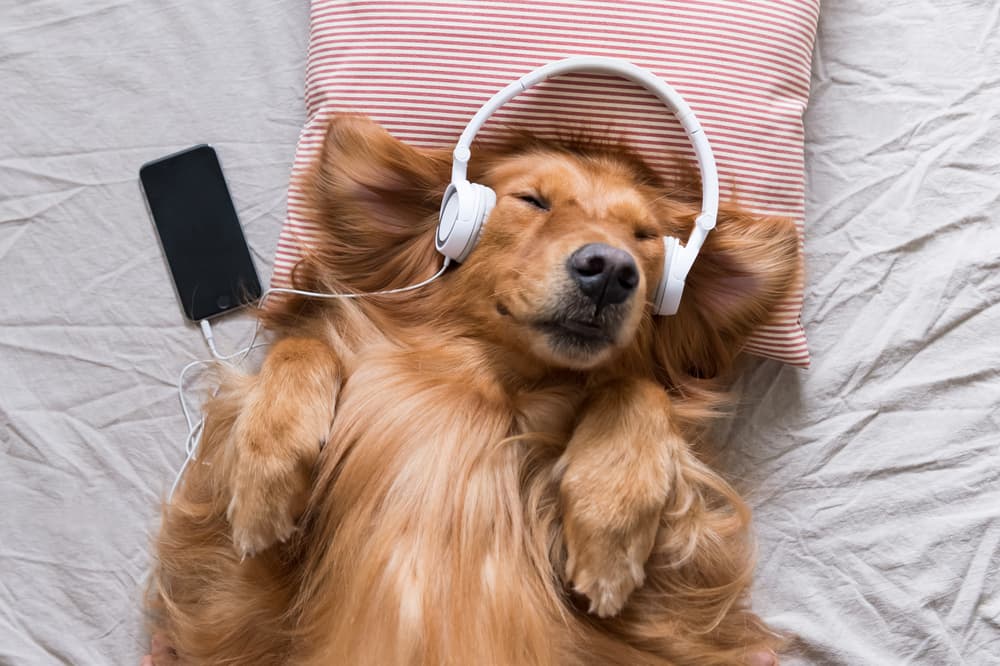Dog listening to music with headphones