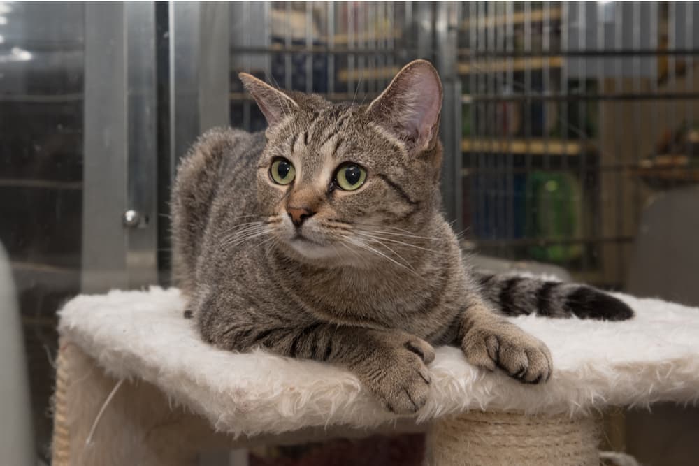 Polydactyl rescue cat sitting on cat tree