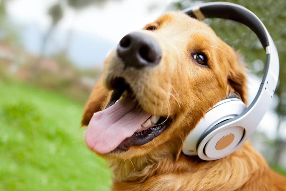 Do Dogs Like Music?