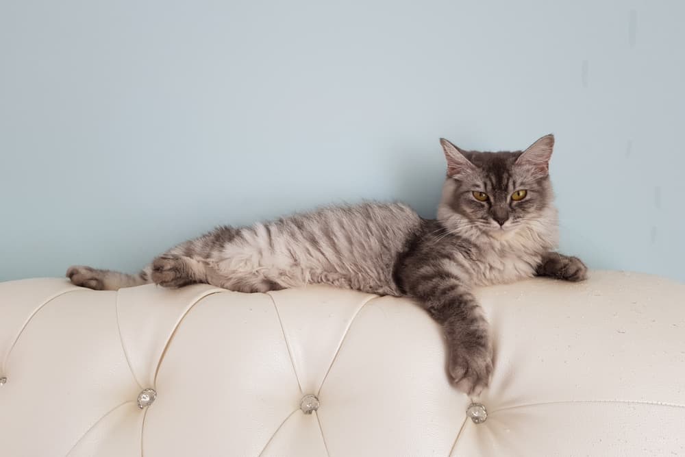 Funny cat laying on back of the couch