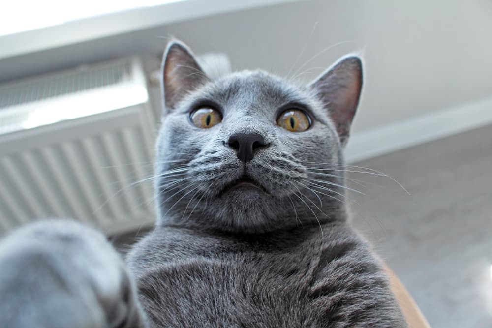 Close up of funny face of cat