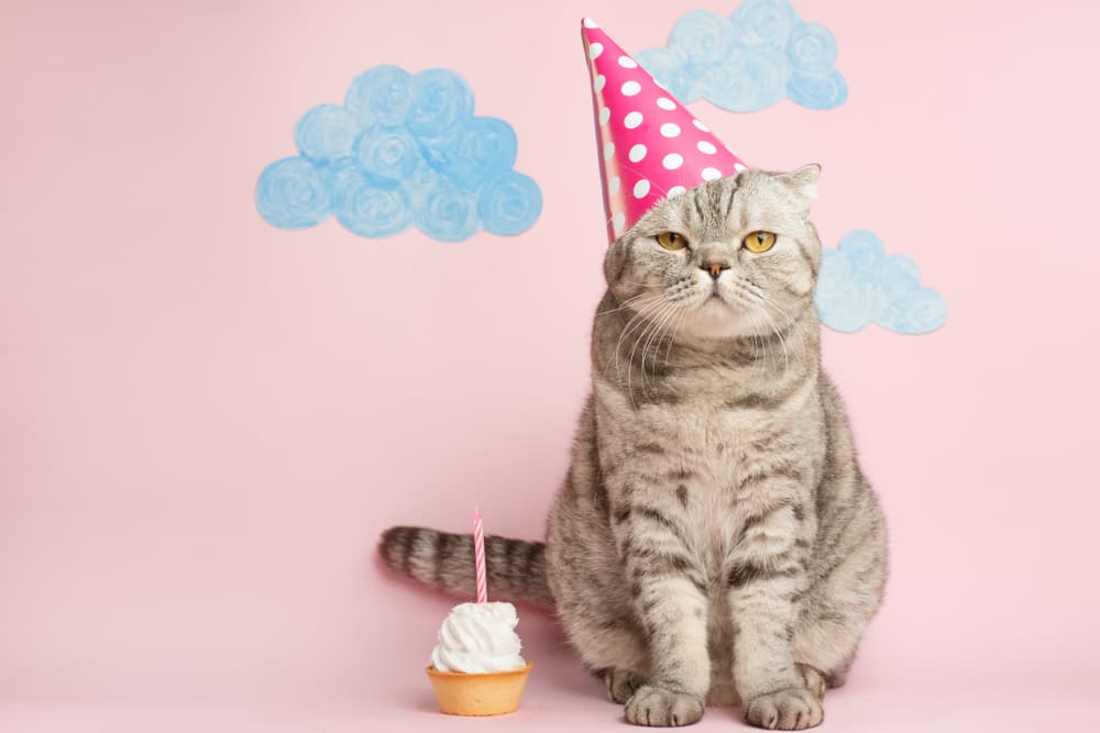 Funny cat with birthday hat on