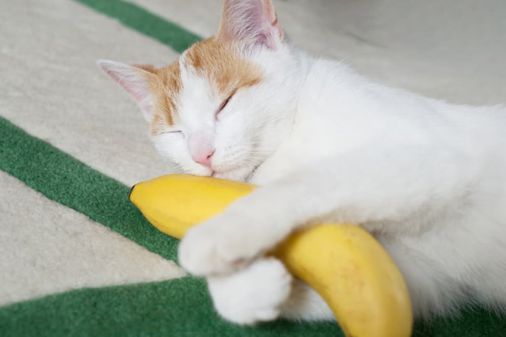 Cat sleeping holding a banana
