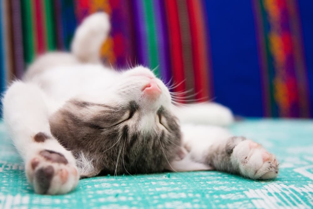 Cat laying down funny sleeping