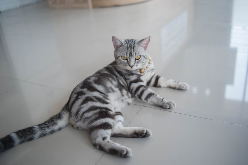 Kitten laying down on a bed