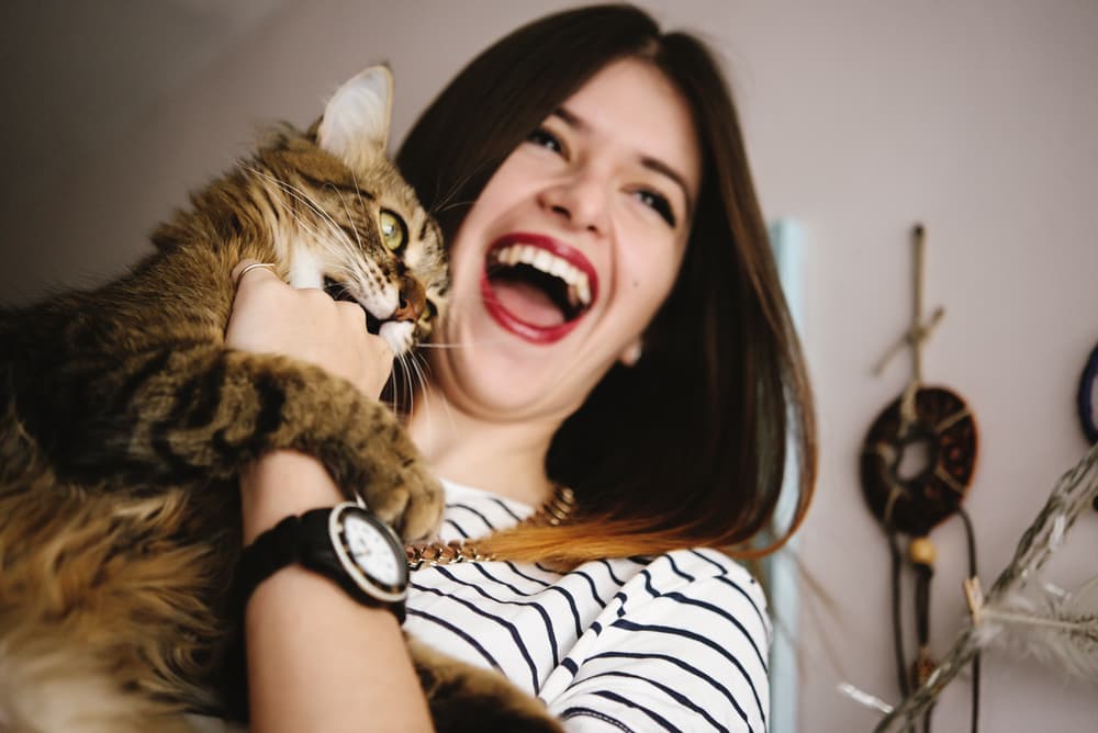 90 Best Cat Puns to Meow Over