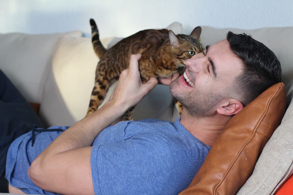 Cat laying on couch laughing with cat