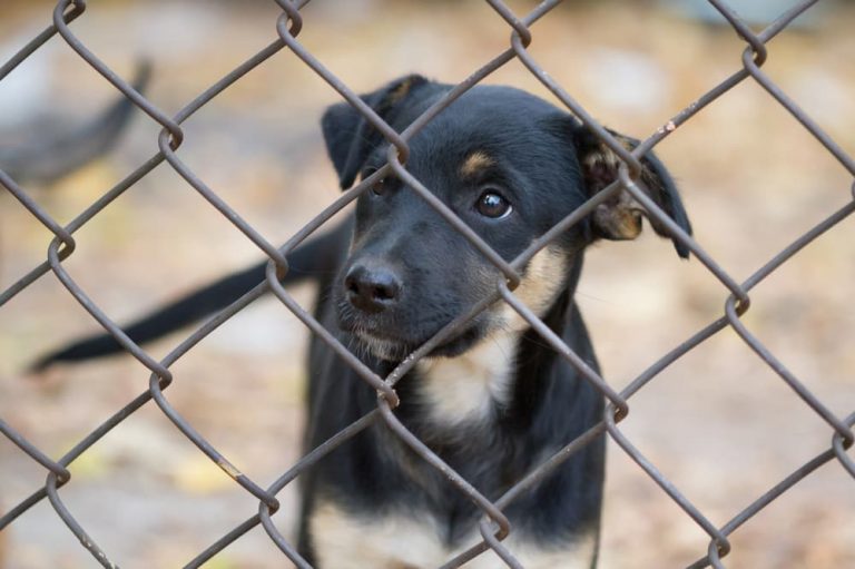 dog at animal shelter